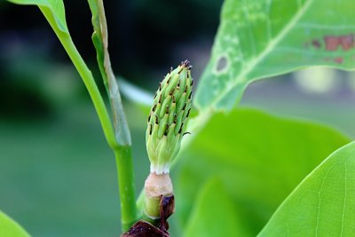 Magnolia hybr. 'Charles Coates' (m. tripretala x m. sieboldii) - šácholan - vývoj plodu